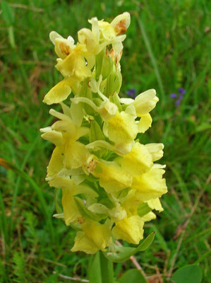 Holunder-Fingerwurz (Dactylorhiza sambucina)