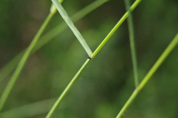 Aufrechte Trespe (Bromus erectus)