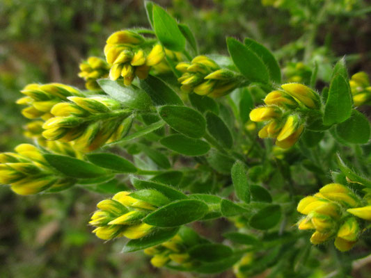 Deutsch-Ginster (Genista germanica)