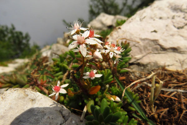 Weißer Mauerpfeffer (Sedum album)