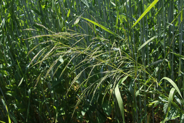 Gewöhnlicher Windhalm (Apera spica-venti)