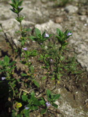 Gewöhnlicher Steinquendel (Clinopodium acinos)