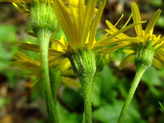 Voralpen-Aschenkraut (Tephroseris longifolia)