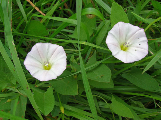 Acker-Winde (Convolvulus arvensis)