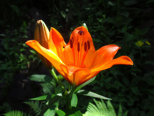 Feuer-Lilie (Lilium bulbiferum)