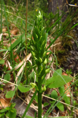 Grünliche Waldhyazinthe (Platanthera montana)