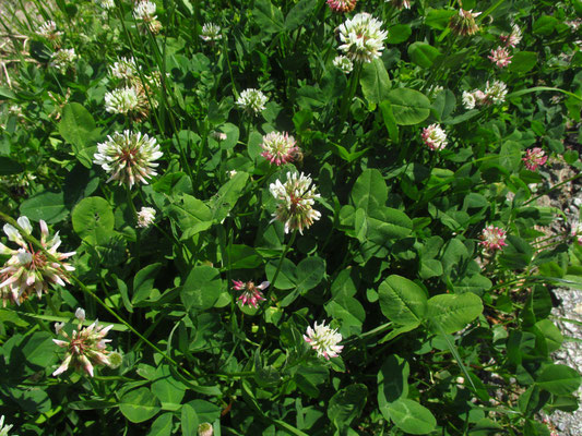 Kriech-Klee (Trifolium repens)