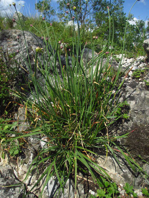 Berg-Lauch (Allium lusitanicum)