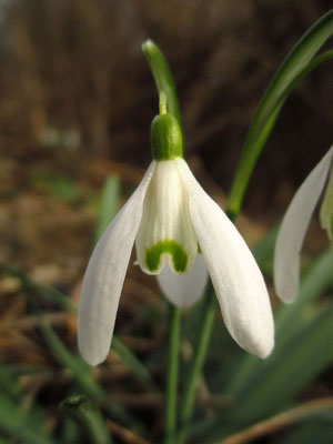 Schneeglöckchen (Galanthus nivalis) 