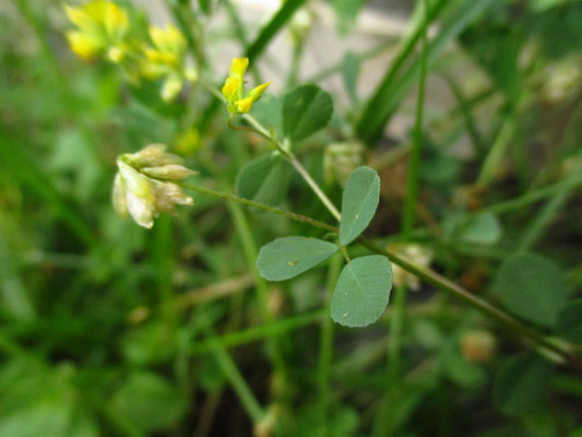 Faden-Klee (Trifolium dubium)