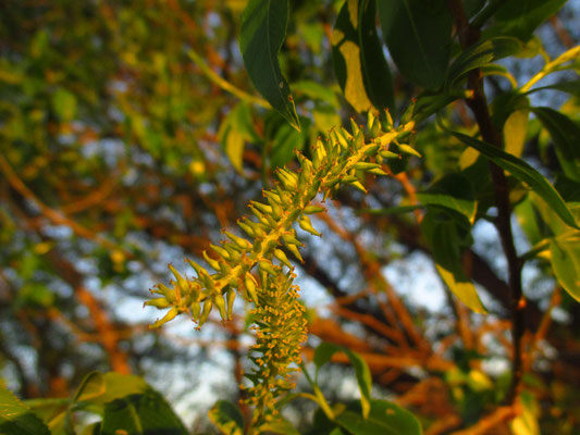 Bruch-Weide (Salix fragilis) | weibliche Blüte