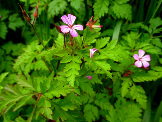 Stink-Storchschnabel (Geranium robertianum)