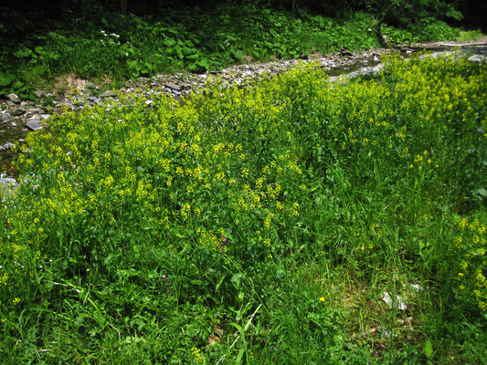 Echte Barbarakresse (Barbarea vulgaris)