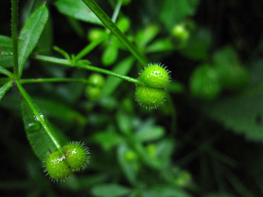 Klett-Labkraut (Galium aparine)