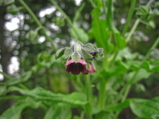 Echte Hundszunge (Cynoglossum oficinale)