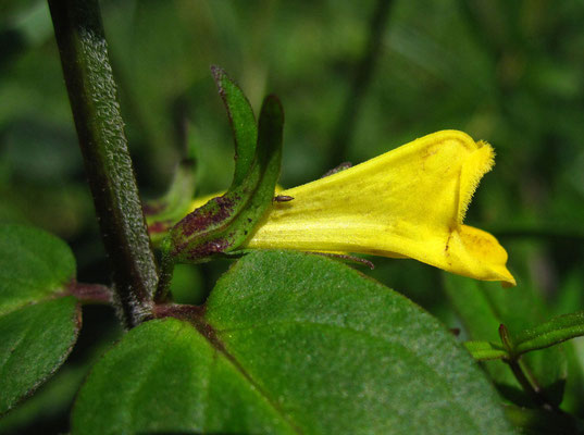 Gewöhnlicher Wachtelweizen (Melampyrum pratense)
