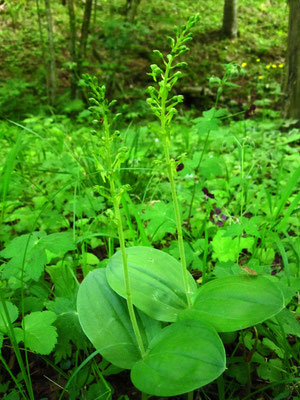 Groß-Zweiblatt (Listera ovata)