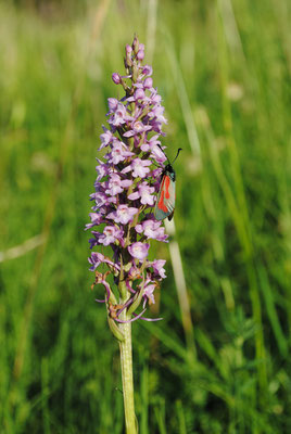 Mücken-Händelwurz (Gymnadenia conopsea)