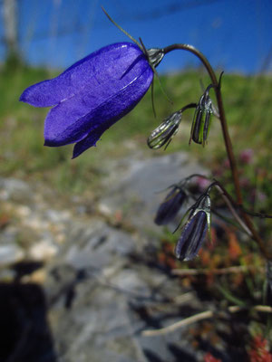 Scheuchzer-Glockenblume (Campanula scheuchzeri) | Fam. Glockenblumengewächse (Campanulaceae)