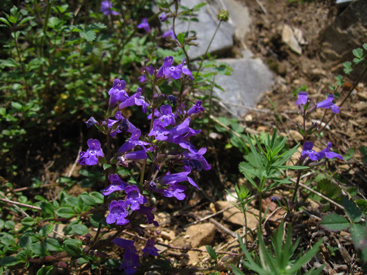 Alpen-Steinquendel (Clinopodium alpinum)