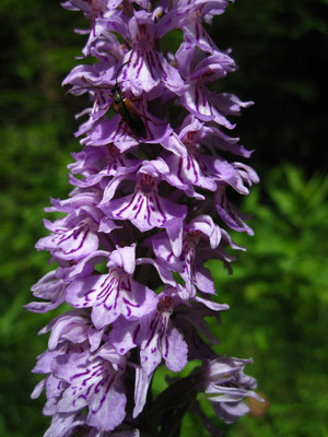 Flecken-Fingerwurz (Dactylorhiza fuchsii)