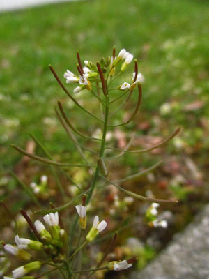 Acker-Schmalwand (Arabidopsis thaliana)