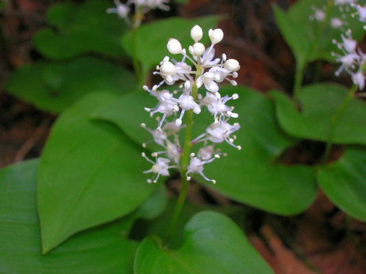 Zweiblatt-Schattenblümchen (Maianthemum bifolium)