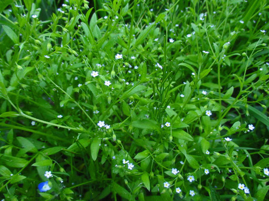 Lockerblüten-Vergissmeinnicht (Myosotis sparsiflora)