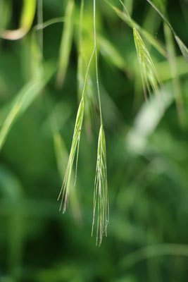 Ruderal-Trespe (Bromus sterilis)