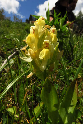 Holunder-Fingerwurz (Dactylorhiza sambucina)