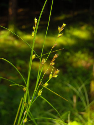 Winkel-Segge (Carex remota)