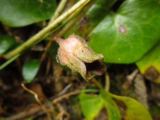 Gewöhnliche Haselwurz (Asarum europaeum)