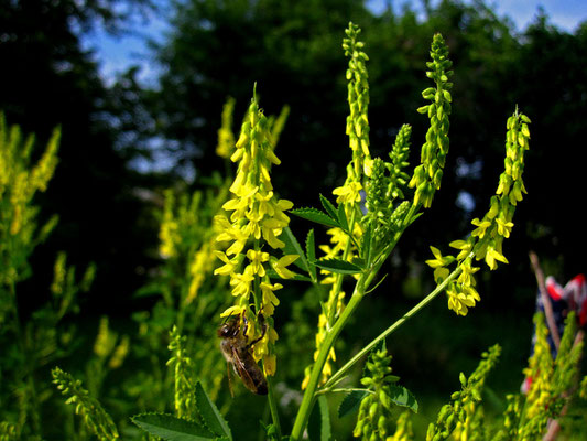 Echter Steinklee (Melilotus officinalis)