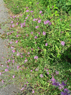 Wiesen-Flockenblume (Centaurea jacea)