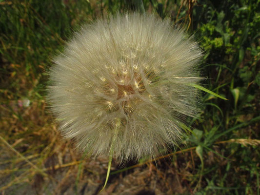 Großer Wiesen-Bocksbart (Tragopogon orientalis)