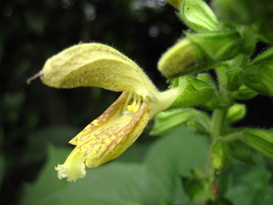 Kleb-Salbei (Salvia glutinosa)