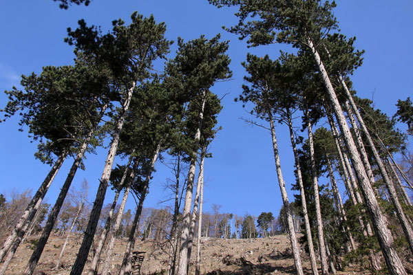 Schwarz-Föhre (Pinus nigra)