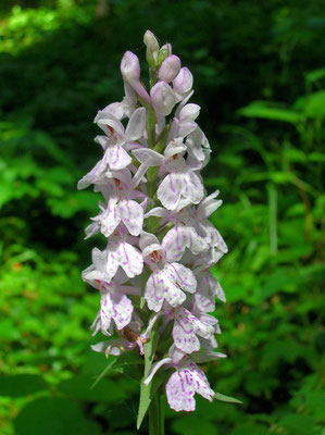 Flecken-Fingerwurz (Dactylorhiza fuchsii)