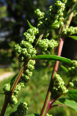 Streifen-Gänsefuß (Chenopodium strictum)