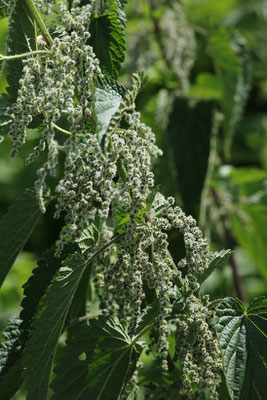 Große Brennnessel (Urtica dioica) | Fam. Brennnesselgewächse (Urticaceae)