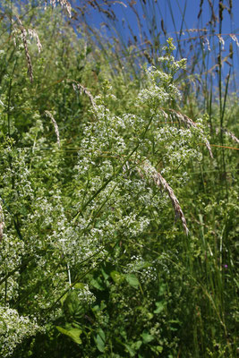 Weißes Labkraut (Galium album)