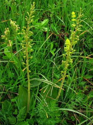 Groß-Zweiblatt (Listera ovata)