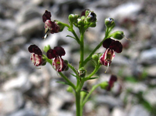 Alpen-Hunds-Braunwurz (Scrophularia juratensis)