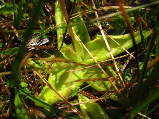 Gewöhnliches Fettkraut (Pinguicula vulgaris)