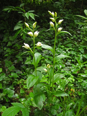 Breitblatt-Waldvöglein (Cephalanthera damasonium)