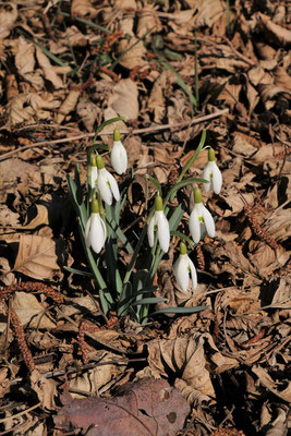 Schneeglöckchen (Galanthus nivalis) | Fam. Amaryllisgewächse (Amaryllidaceae)