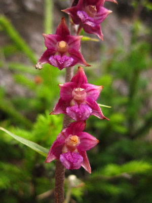 Rot-Ständelwurz (Epipactis atrorubens)