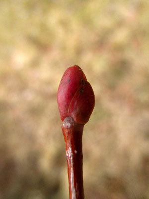 Winter-Linde (Tilia cordata)