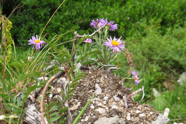 Alpen-Aster (Aster alpinus) | Fam. Korbblütler (Asteraceae)