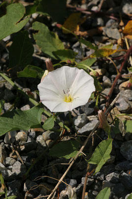 Acker-Winde (Convolvulus arvensis) | Fam. Windengewächse (Convolvulaceae)